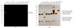 Rabbit IgG (H+L) Highly Cross-Adsorbed Secondary Antibody in Western Blot (WB)