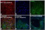 Rabbit IgG (H+L) Highly Cross-Adsorbed Secondary Antibody in Immunocytochemistry (ICC/IF)