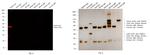 Rabbit IgG (H+L) Highly Cross-Adsorbed Secondary Antibody