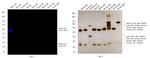 Rabbit IgG (H+L) Cross-Adsorbed Secondary Antibody