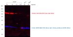 Goat IgG (H+L) Cross-Adsorbed Secondary Antibody in Western Blot (WB)