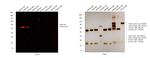 Goat IgG (H+L) Cross-Adsorbed Secondary Antibody in Western Blot (WB)