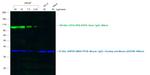 Goat IgG (H+L) Cross-Adsorbed Secondary Antibody in Western Blot (WB)