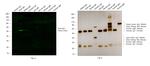 Goat IgG (H+L) Cross-Adsorbed Secondary Antibody in Western Blot (WB)