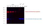 Goat IgG (H+L) Cross-Adsorbed Secondary Antibody in Western Blot (WB)