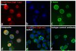 Human IgG (H+L) Cross-Adsorbed Secondary Antibody in Immunocytochemistry (ICC/IF)