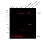 Human IgG (H+L) Cross-Adsorbed Secondary Antibody in Western Blot (WB)