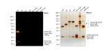 Human IgG (H+L) Cross-Adsorbed Secondary Antibody in Western Blot (WB)