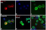 Human IgG (H+L) Cross-Adsorbed Secondary Antibody in Immunocytochemistry (ICC/IF)