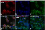 Human IgG (H+L) Cross-Adsorbed Secondary Antibody in Immunocytochemistry (ICC/IF)