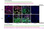 Human IgG (H+L) Cross-Adsorbed Secondary Antibody