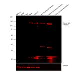 Human IgG (H+L) Cross-Adsorbed Secondary Antibody