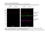 Human IgG (H+L) Cross-Adsorbed Secondary Antibody in Western Blot (WB)