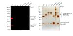 Human IgG (H+L) Cross-Adsorbed Secondary Antibody in Western Blot (WB)