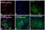 Rat IgG (H+L) Cross-Adsorbed Secondary Antibody in Immunocytochemistry (ICC/IF)