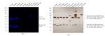 Rat IgG (H+L) Cross-Adsorbed Secondary Antibody in Western Blot (WB)