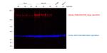 Sheep IgG (H+L) Cross-Adsorbed Secondary Antibody in Western Blot (WB)