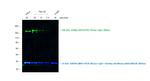 Sheep IgG (H+L) Cross-Adsorbed Secondary Antibody in Western Blot (WB)