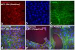 Rabbit IgG (H+L) Highly Cross-Adsorbed Secondary Antibody in Immunocytochemistry (ICC/IF)