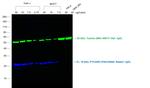 Rabbit IgG (H+L) Highly Cross-Adsorbed Secondary Antibody in Western Blot (WB)