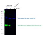 Syrian Hamster IgG (H+L) Cross-Adsorbed Secondary Antibody in Western Blot (WB)