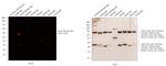 Syrian Hamster IgG (H+L) Cross-Adsorbed Secondary Antibody