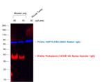 Syrian Hamster IgG (H+L) Cross-Adsorbed Secondary Antibody in Western Blot (WB)