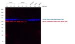 Mouse IgG1 Cross-Adsorbed Secondary Antibody in Western Blot (WB)