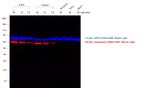 Mouse IgG1 Cross-Adsorbed Secondary Antibody in Western Blot (WB)