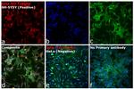 Mouse IgG2a Cross-Adsorbed Secondary Antibody in Immunocytochemistry (ICC/IF)