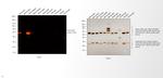 Mouse IgG2a Cross-Adsorbed Secondary Antibody in Western Blot (WB)