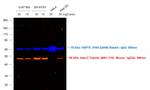 Mouse IgG2a Cross-Adsorbed Secondary Antibody in Western Blot (WB)