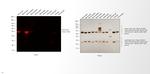 Mouse IgG2a Cross-Adsorbed Secondary Antibody in Western Blot (WB)