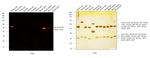 Mouse IgG2a Cross-Adsorbed Secondary Antibody in Western Blot (WB)