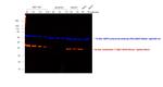 Mouse IgG2b Cross-Adsorbed Secondary Antibody in Western Blot (WB)