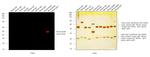 Mouse IgG2b Cross-Adsorbed Secondary Antibody in Western Blot (WB)