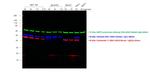 Mouse IgG2b Cross-Adsorbed Secondary Antibody in Western Blot (WB)