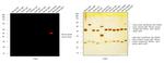 Mouse IgG2b Cross-Adsorbed Secondary Antibody in Western Blot (WB)