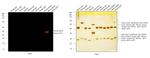 Mouse IgG2b Cross-Adsorbed Secondary Antibody in Western Blot (WB)