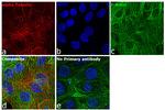 Mouse IgG3 Cross-Adsorbed Secondary Antibody in Immunocytochemistry (ICC/IF)