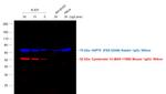 Mouse IgG3 Cross-Adsorbed Secondary Antibody in Western Blot (WB)