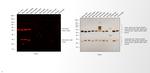 Mouse IgG (H+L) Cross-Adsorbed Secondary Antibody in Western Blot (WB)