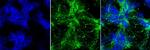 Rabbit IgG (H+L) Highly Cross-Adsorbed Secondary Antibody in Immunocytochemistry (ICC/IF)