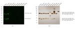 Rat IgG (H+L) Cross-Adsorbed Secondary Antibody in Western Blot (WB)