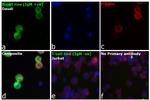 Human IgM (Heavy chain) Cross-Adsorbed Secondary Antibody in Immunocytochemistry (ICC/IF)