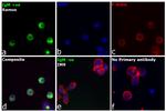 Human IgM (Heavy chain) Cross-Adsorbed Secondary Antibody in Immunocytochemistry (ICC/IF)