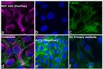 Mouse IgM (Heavy chain) Secondary Antibody in Immunocytochemistry (ICC/IF)