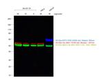 Mouse IgM (Heavy chain) Secondary Antibody in Western Blot (WB)