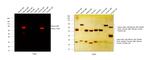 Mouse IgM (Heavy chain) Secondary Antibody in Western Blot (WB)