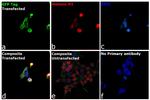 Mouse IgM (Heavy chain) Secondary Antibody in Immunocytochemistry (ICC/IF)